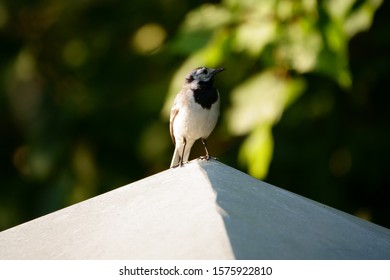 Wagtail on top of the roof - Shutterstock ID 1575922810