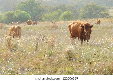 Wagyu Cow  In Rustic Thistle Flower Feild Setting Australia