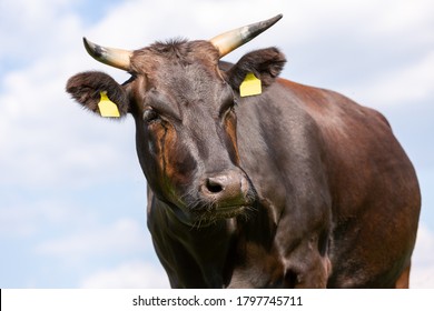 A Wagyu Cow Stands On A Green Meadow