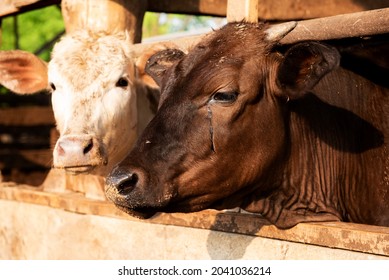 Wagyu – Japanese Shorthorn Portrait Of A Wagyu Cow With Sad Tears, A Wagyu Cattle Originating From Japan On A Farm In Thailand.