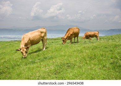 Wagyu, Shorthorn Cattle In Japan, An Internationally Recognized Brand Of Beef, Feeding Grass