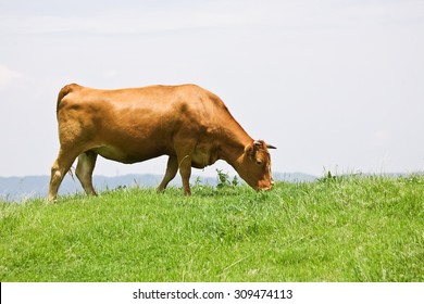 Wagyu, Shorthorn Cattle In Japan, An Internationally Recognized Brand Of Beef, Feeding Grass