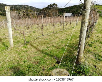 Waiheke Island Vineyard