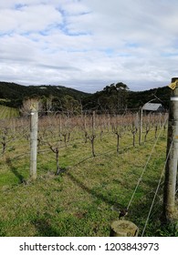 Waiheke Island Vineyard