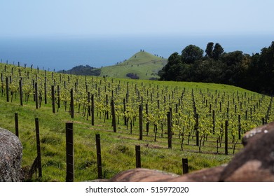 Waiheke Island Vineyard View Overlooking The Ocean