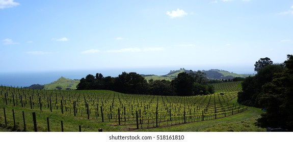 Waiheke Island Vineyard View Overlooking The Ocean And Forest