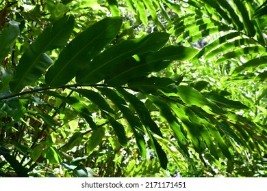 Wailua River State Park On Kauai Island In Hawaii