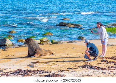WAIPAPA, NEW ZEALAND, JANUARY 26, 2020: Tourists taking picture of Hooker's Sea lion at Waipapa point in New Zealand
