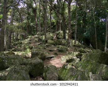 Waipu Caves Walk In New Zealand's Northland