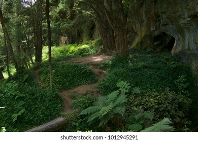 Waipu Caves Walk In New Zealand's Northland