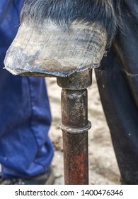 Waist keratin after hooves modulation. The blacksmith hoof trimming is necessary procedure for right horse step.