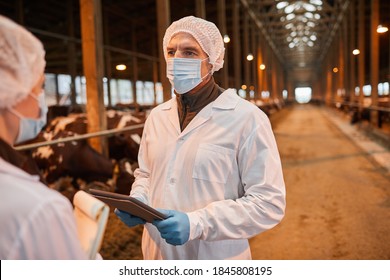 Waist Up Portrait Of Two Veterinarians Talking While Standing At Cowshed At Farm, Copy Space