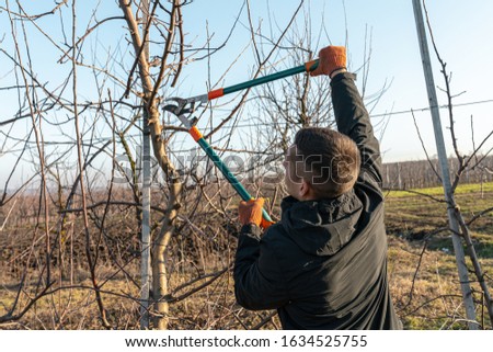 Waist up portrait of young man in black jacket pruning apricot brunches with the pruner in his fruit garden during sunny day, winter, autumn, spring time