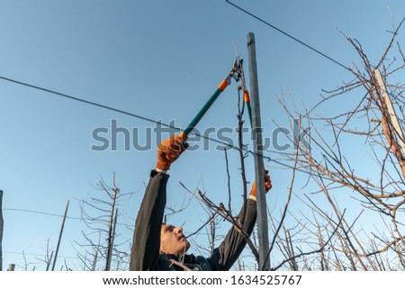 Waist up portrait of young man in black jacket pruning apricot brunches with the pruner in his fruit garden during sunny day, winter, autumn, spring time