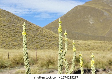 Waitaki District NZ