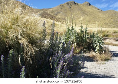 Waitaki District NZ