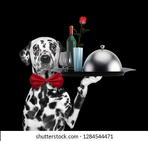 Waiter dalmatian dog with dishes, wine and rose. Isolated on black background