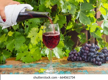 Waiter pouring a glass of red wine, outdoor terrace, wine tasting in sunny day, green vineyard garden background and red grape