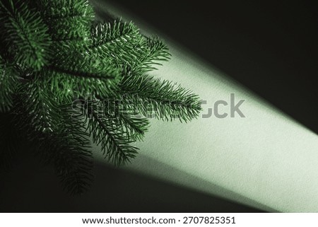 Waiting for Christmas. Pine Branches in Dramatic Light on Dark Green Background