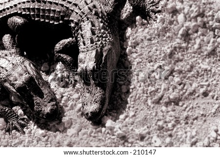 Waiting for dinner, two alligators  bide their time