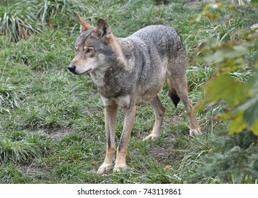 Waiting Gray Wolf Canis Lupus Stock Photo 743119861 | Shutterstock