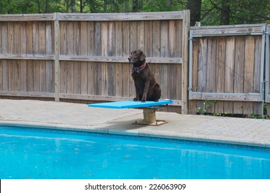 Waiting for the pool to be cleaned the dog waits patiently on the diving board - Powered by Shutterstock