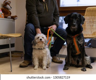 In The Waiting Room At The Vet