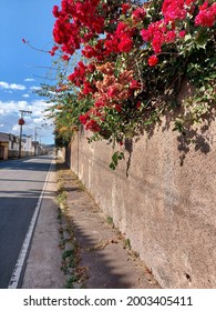 waiting for spring flowered wall