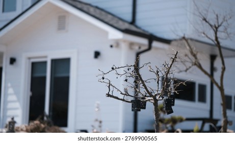 The waiting of spring — a tender tree stands quietly, its buds ready to awaken under the gentle sunlight.