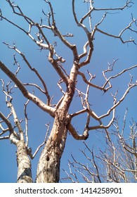 Waiting for Spring. Tree with branches without leaves