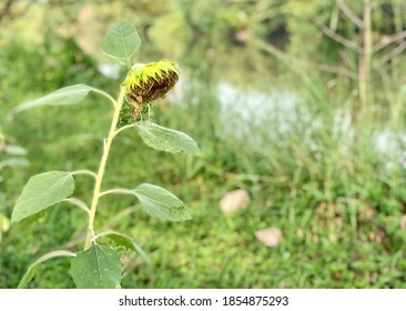 Waiting Till The Sun Shines Again. Sunflowers Can Live Again On Everyday As Us Too.