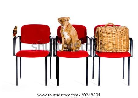 waitingroom veterinary with bird dog and cat at the seats
