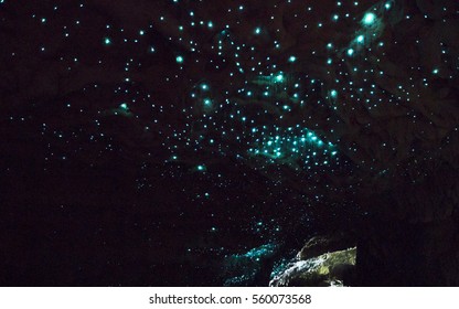 Waitomo Glowworm Caves, New Zealand