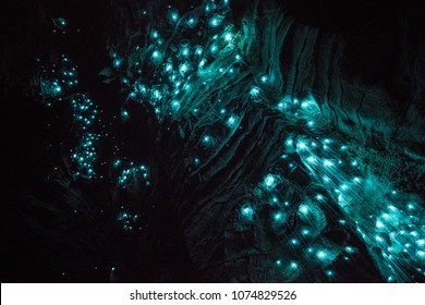 Waitomo Glowworm Caves, Waikato, New Zealand 