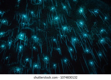 Waitomo Glowworm Caves, Waikato, New Zealand 