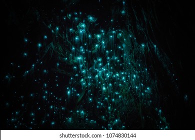 Waitomo Glowworm Caves, Waikato, New Zealand 