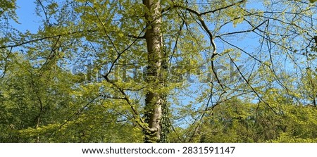 A wal kthrough the spring forest