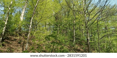 A wal kthrough the spring forest
