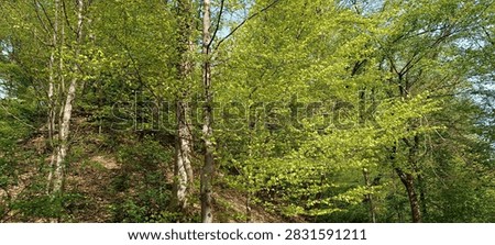 A wal kthrough the spring forest