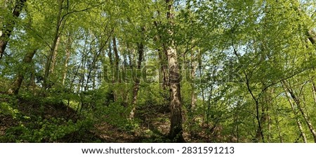 A wal kthrough the spring forest