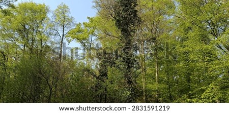 A wal kthrough the spring forest