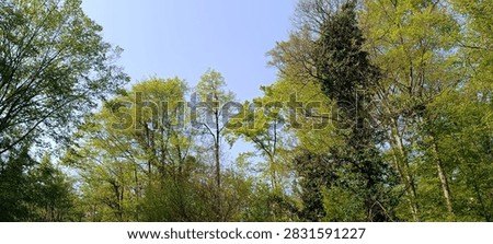 A wal kthrough the spring forest