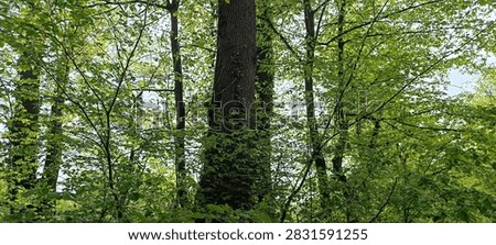 A wal kthrough the spring forest