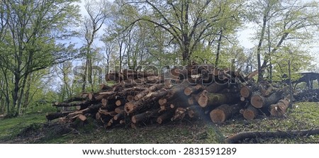 A wal kthrough the spring forest