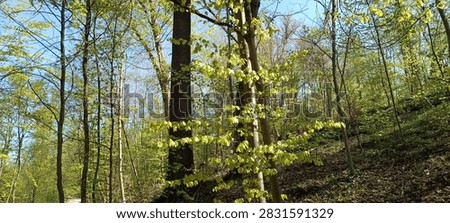 A wal kthrough the spring forest
