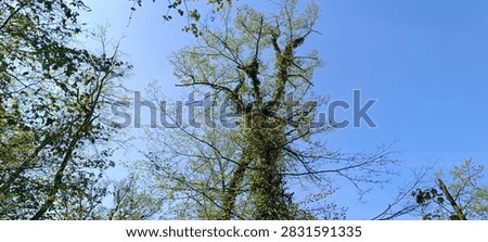 A wal kthrough the spring forest