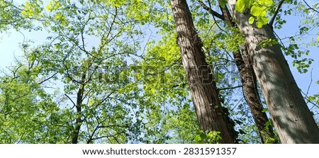 A wal kthrough the spring forest