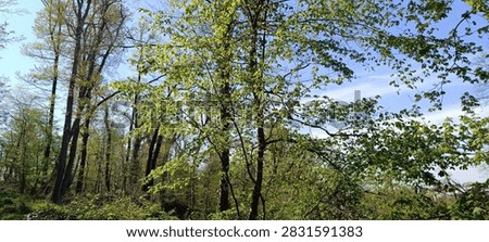 A wal kthrough the spring forest