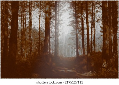 Wald, Lichtung, Lichteinfall ,Sonne, Herbst,einsam - Shutterstock ID 2195127111