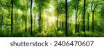 Wald Panorama mit frisch grünen Buchen, die mittig platzierte Sonne wirft schöne Strahlen